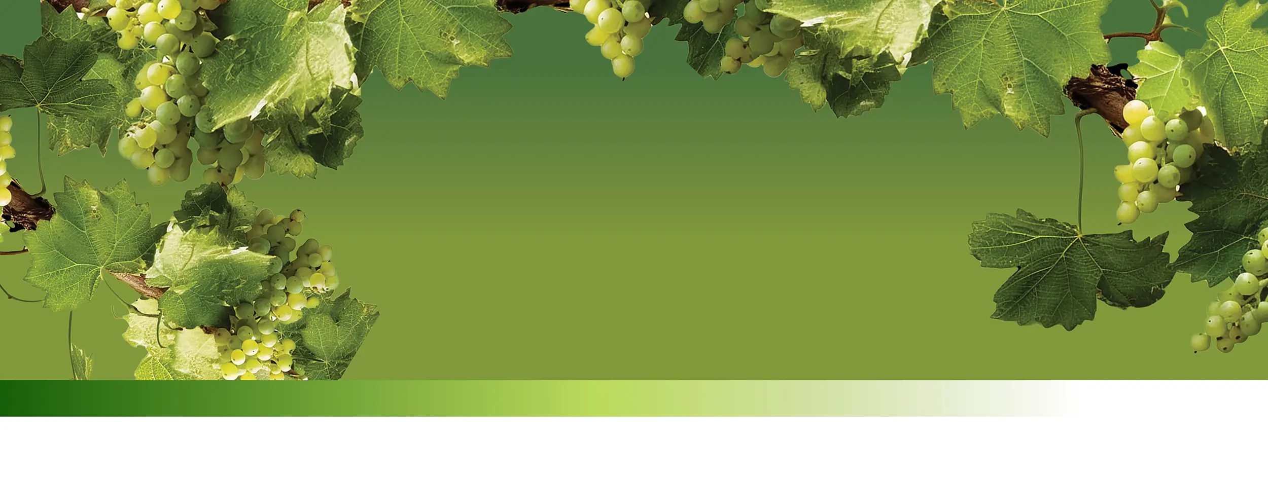 Essential Hygiene Solutions for Wineries