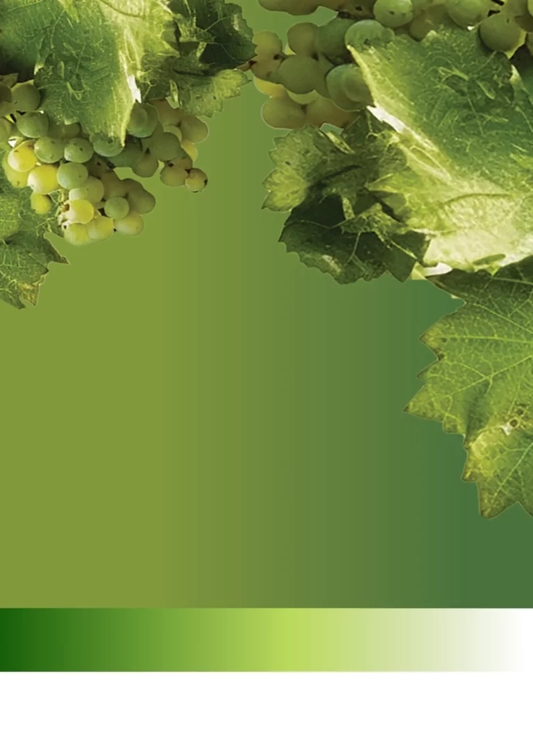 Essential Hygiene Solutions for Wineries